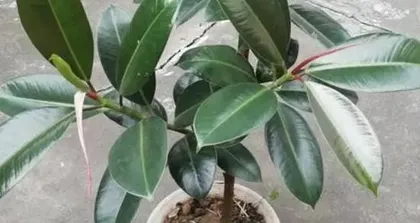 A detailed guide to growing and caring for rubber trees (easy-to-care-for plants to help you easily create a green home) 2