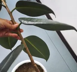 A detailed guide to growing and caring for rubber trees (easy-to-care-for plants to help you easily create a green home) 3