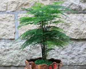 茶叶水能浇文竹吗?探究茶叶水在养护文竹中的奇妙作用(解读茶叶水的养护秘密,让您的文竹倍受呵护)1