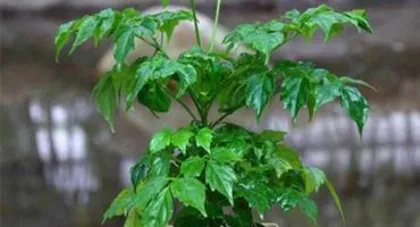 Radermachera Sinica Care Tips (How to Make it Grow Lush) 3