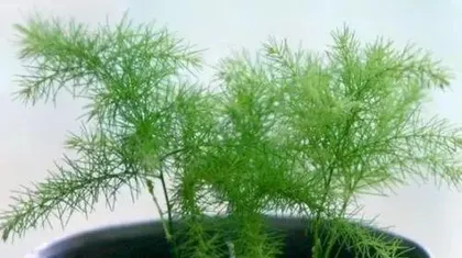 茶叶水能浇文竹吗?探究茶叶水在养护文竹中的奇妙作用(解读茶叶水的养护秘密,让您的文竹倍受呵护)2