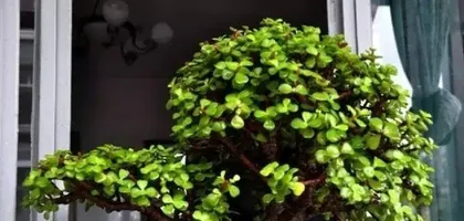 Golden Jade Plant Bonsai: Selection and Care (An Essential Choice for an Elegant Life) 1