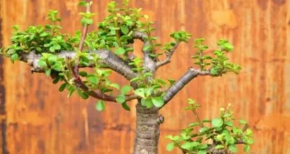 Golden Jade Plant Bonsai: Selection and Care (An Essential Choice for an Elegant Life) 2