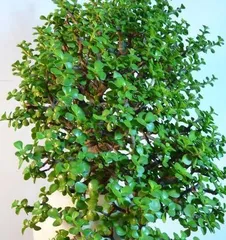 Golden Jade Plant Bonsai: Selection and Care (An Essential Choice for an Elegant Life) 3