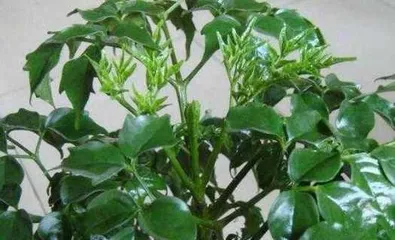How to Prune China Doll Correctly—Let It Grow Healthily (China Doll Pruning Methods, China Doll Care Tips, China Doll Pruning Steps) 1