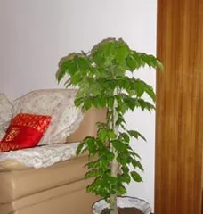 How to Prune China Doll Correctly—Let It Grow Healthily (China Doll Pruning Methods, China Doll Care Tips, China Doll Pruning Steps) 2