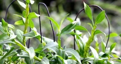 石斛可以用茶水浇吗？（了解石斛的喜好和养护技巧）3