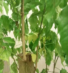 Causes and Remedies for Lucky Tree Leaf Drying (Analysis from Care, Water/Fertilizer, and Pests/Diseases) 1
