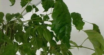 Causes and Remedies for Lucky Tree Leaf Drying (Analysis from Care, Water/Fertilizer, and Pests/Diseases) 2
