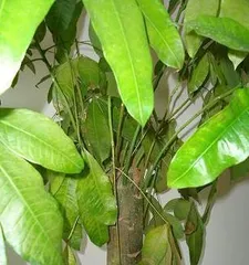 Causes and Remedies for Lucky Tree Leaf Drying (Analysis from Care, Water/Fertilizer, and Pests/Diseases) 3