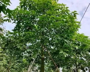 广东种树大全(适合广东气候的各种树木品种推荐)1