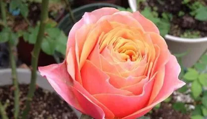 芬芳宝石月季的栽培与养护(打造美丽庭院,享受浪漫花香)2