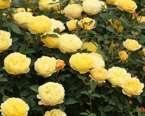 芬芳宝石月季的栽培与养护(打造美丽庭院,享受浪漫花香)3