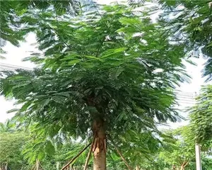 广东种树大全(适合广东气候的各种树木品种推荐)3