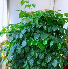 The Secret of the Happiness Tree for a Happy Life (Unveiling the true face of the Happiness Tree, exploring how to plant and care for it) 1
