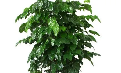 The Secret of the Happiness Tree for a Happy Life (Unveiling the true face of the Happiness Tree, exploring how to plant and care for it) 3