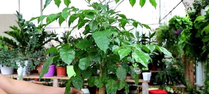 Happy Tree Care and Lifespan (Master these skills, and your Happy Tree can live longer) 1