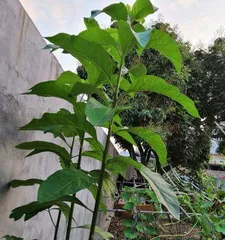 南非叶苗——室内盆栽的最佳选择(适合在家中种植的绿色植物,南非叶苗的养护指南)1