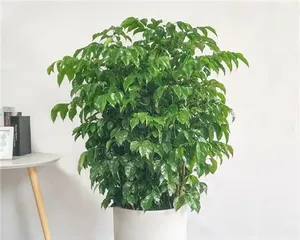 Happy Tree Care and Lifespan (Master these skills, and your Happy Tree can live longer) 2