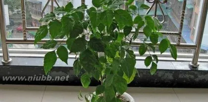 Happy Tree Care and Lifespan (Master these skills, and your Happy Tree can live longer) 3