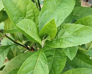 南非叶苗——室内盆栽的最佳选择(适合在家中种植的绿色植物,南非叶苗的养护指南)2