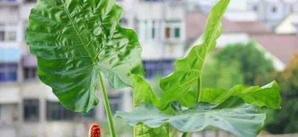 Indoor Care and Precautions for Epipremnum aureum (Is it toxic? How to care for it safely? How to beautify the indoors?) 1