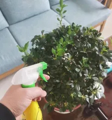 Can happiness trees be watered with ferrous sulfate (Exploring the care knowledge of happiness trees) 1