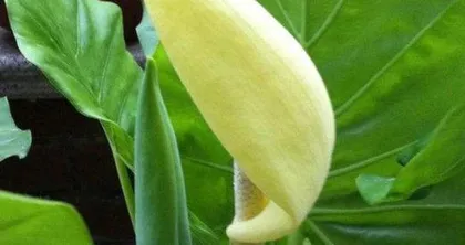 Indoor Care and Precautions for Epipremnum aureum (Is it toxic? How to care for it safely? How to beautify the indoors?) 2