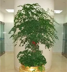 Can happiness trees be watered with ferrous sulfate (Exploring the care knowledge of happiness trees) 2