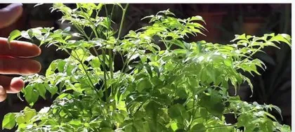 Can happiness trees be watered with ferrous sulfate (Exploring the care knowledge of happiness trees) 3