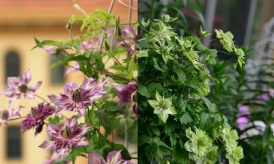Clematis Growing Tips (Easy to care for? Master all the key points) 2