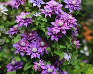 Clematis Growing Tips (Easy to care for? Master all the key points) 3