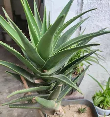 How to Make Aloe Polyphylla Grow More Robustly (Big Reveal of Care Tips, Easily Turn Aloe Polyphylla into a Green "Treasure" at Home)1