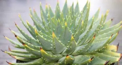 How to Make Aloe Polyphylla Grow More Robustly (Big Reveal of Care Tips, Easily Turn Aloe Polyphylla into a Green "Treasure" at Home)2