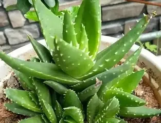 How to Make Aloe Polyphylla Grow More Robustly (Big Reveal of Care Tips, Easily Turn Aloe Polyphylla into a Green "Treasure" at Home)3