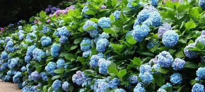 Care and Management of Hydrangeas (Creating a Beautiful Hydrangea Garden, Part 1)