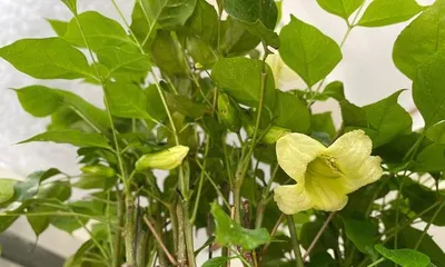 Lucky Tree Flowering Cycle and Care Tips (From Planting to Flowering, Growing a Beautiful Lucky Tree) 1
