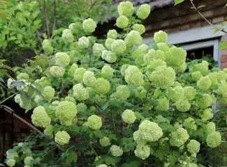 Care and Management of Hydrangeas (Creating a Beautiful Hydrangea Garden, Part 2)