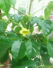 Lucky Tree Flowering Cycle and Care Tips (From Planting to Flowering, Growing a Beautiful Lucky Tree) 2