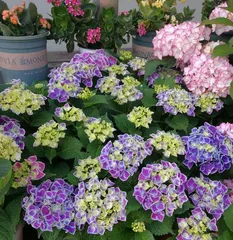 Care and Management of Hydrangeas (Creating a Beautiful Hydrangea Garden, Part 3)