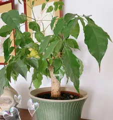 Lucky Tree Flowering Cycle and Care Tips (From Planting to Flowering, Growing a Beautiful Lucky Tree) 3