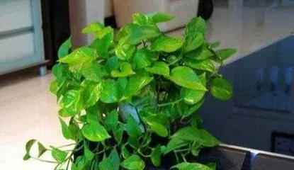 How to Make Large Pothos Grow More Vigorously? (Pothos Care Tips Sharing, Become a Plant Care Expert) 1
