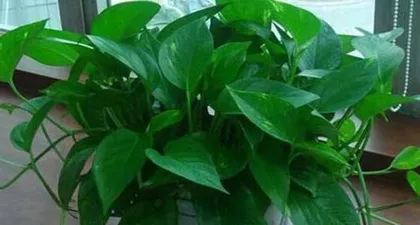 How to Make Large Pothos Grow More Vigorously? (Pothos Care Tips Sharing, Become a Plant Care Expert) 2