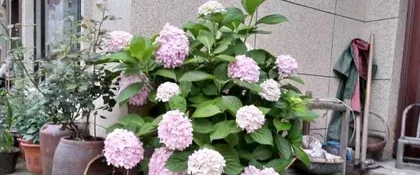 Hydrangea Care Guide (Watering daily is a must, please note these tips too!) 1