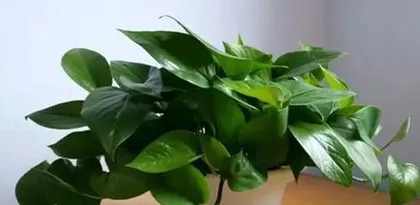 How to Make Large Pothos Grow More Vigorously? (Pothos Care Tips Sharing, Become a Plant Care Expert) 3