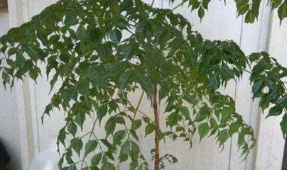 Happiness Tree Winter Care Guide (Ensure the healthy growth of the happiness tree and fill the winter with happiness) 1