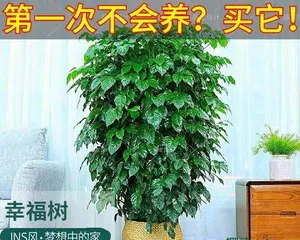 Happiness Tree Winter Care Guide (Ensure the healthy growth of the happiness tree and fill the winter with happiness) 2