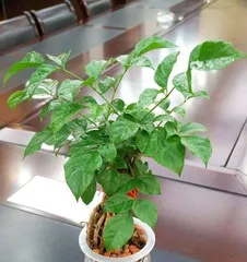 Happiness Tree Winter Care Guide (Ensure the healthy growth of the happiness tree and fill the winter with happiness) 3