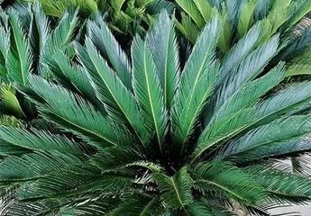 A Complete Guide to Winter Care for Cycas (How to Help Cycas Survive the Winter Healthily? / Winter is Here, How to Care for Cycas?) 1