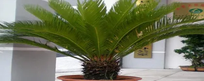 A Complete Guide to Winter Care for Cycas (How to Help Cycas Survive the Winter Healthily? / Winter is Here, How to Care for Cycas?) 2